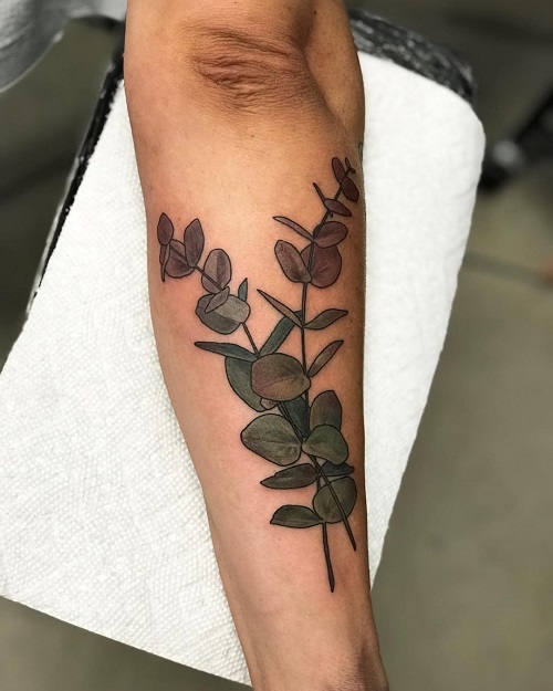 Eucalyptus 
