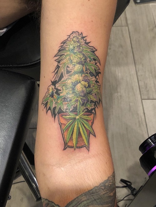 cannabis