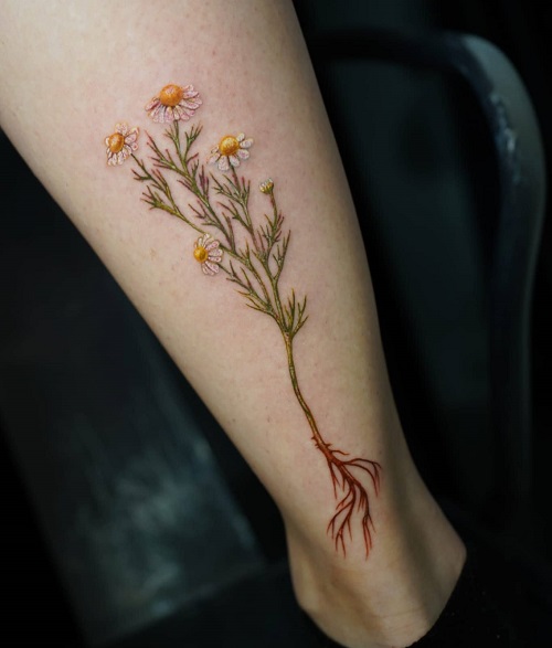 Chamomile