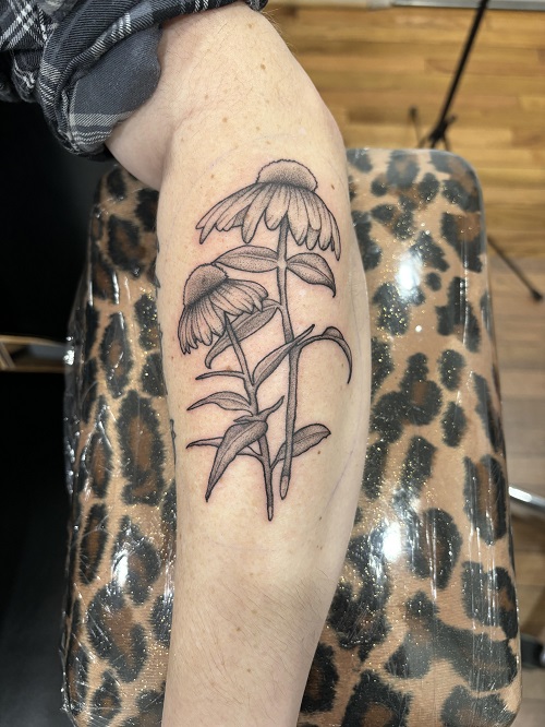 Echinacea