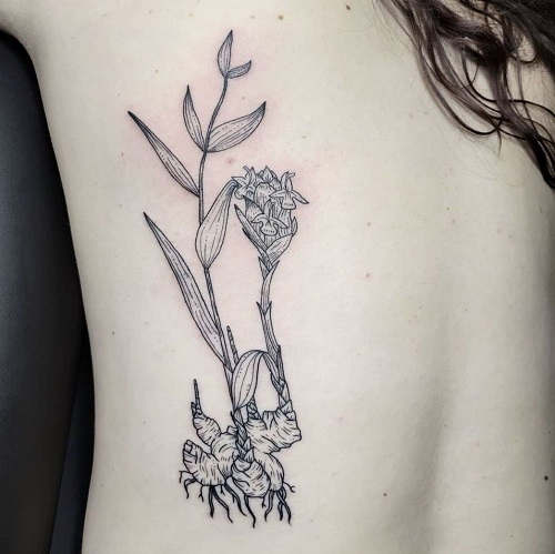 Ginger plant